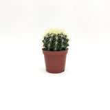 Echinocactus Grusonii A3 MillStore (2493642)