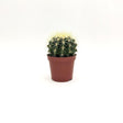 Echinocactus Grusonii MillStore (2493640)