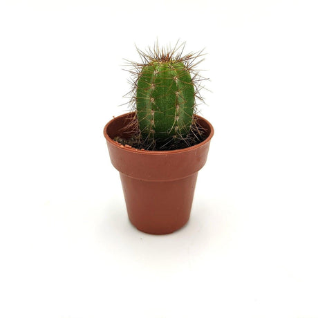 Echinocereus Engelmannii 3,5 cm / SSP MillStore (2493644)