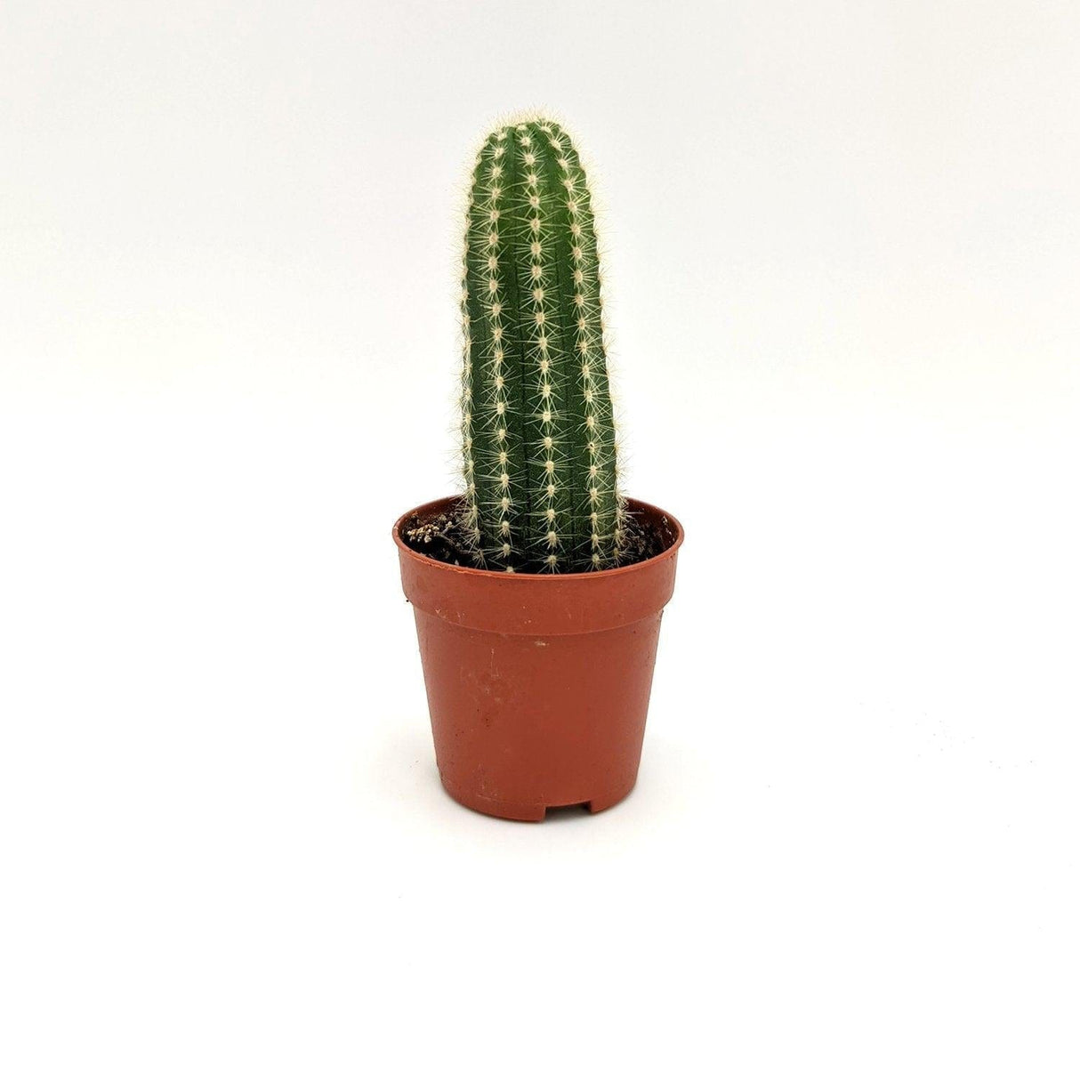 Echinocereus Pectinatus Verde / 5 cm MillStore (2493645)