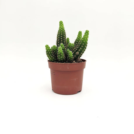 Echinopsis ssp A1 MillStore (2493647)