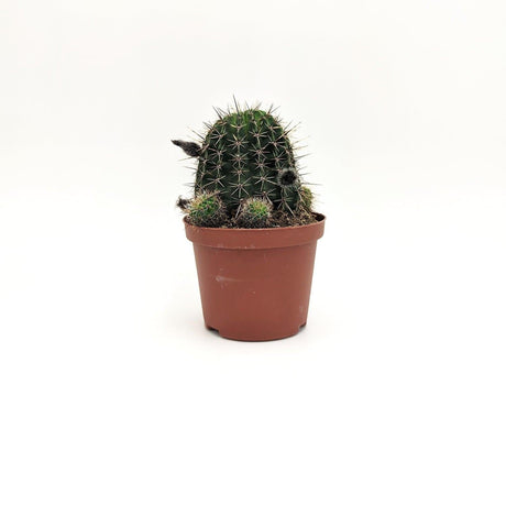 Echinopsis ssp A2 MillStore (2493648)