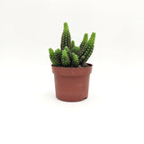 Echinopsis ssp MillStore (2493646)