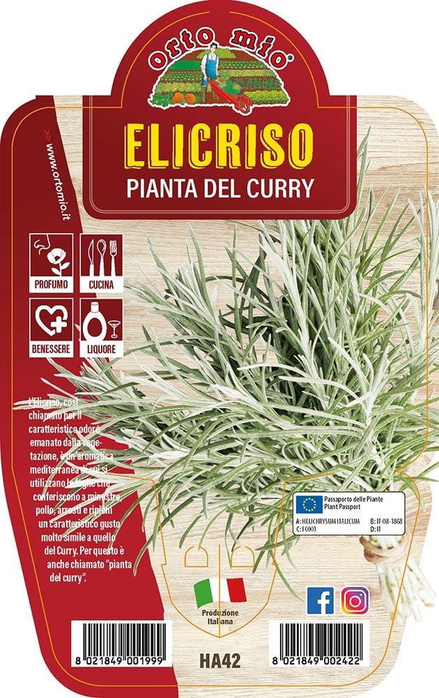 Elicriso o Pianta del Curry - 1 pianta v.14 cm - Orto Mio Orto Mio (2493659)