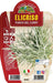 Elicriso o Pianta del Curry - 1 pianta v.14 cm - Orto Mio Orto Mio (2493659)