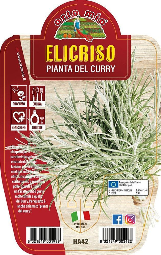 Elicriso o Pianta del Curry - 1 pianta v.14 cm - Orto Mio Orto Mio (2493659)