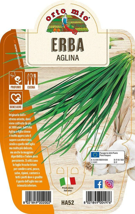 Erba Aglina - 1 pianta v.14 cm - Orto Mio Orto Mio