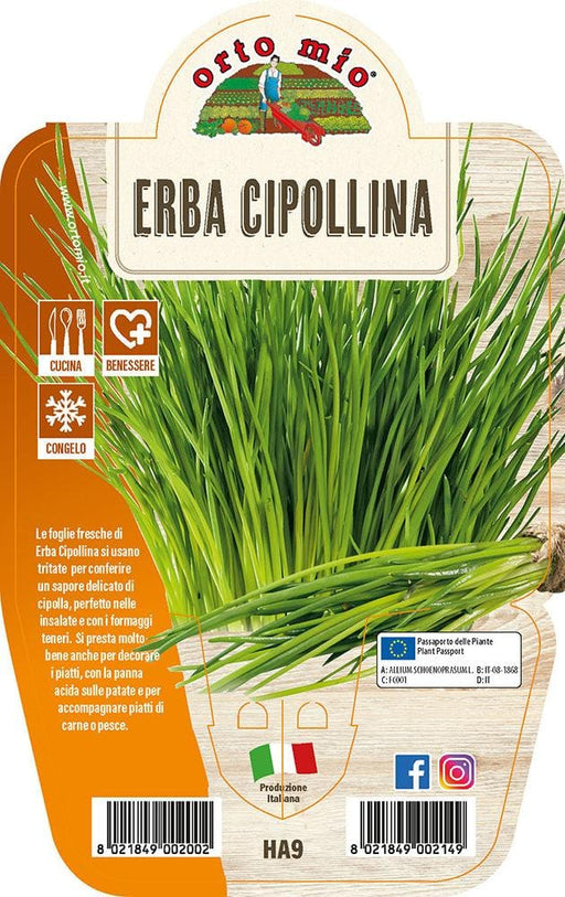 Erba Cipollina - 1 pianta v.14 cm - Orto Mio Orto Mio (2493667)