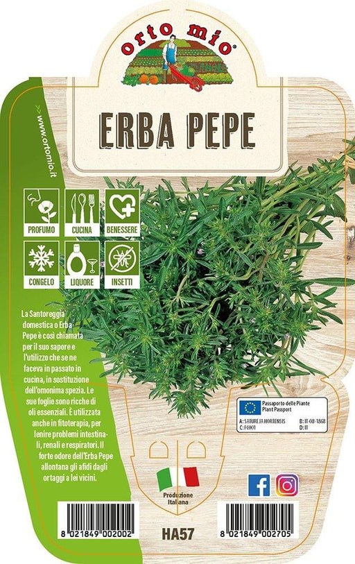Erba Pepe - 1 pianta v.14 cm - Orto Mio Orto Mio (2493672)