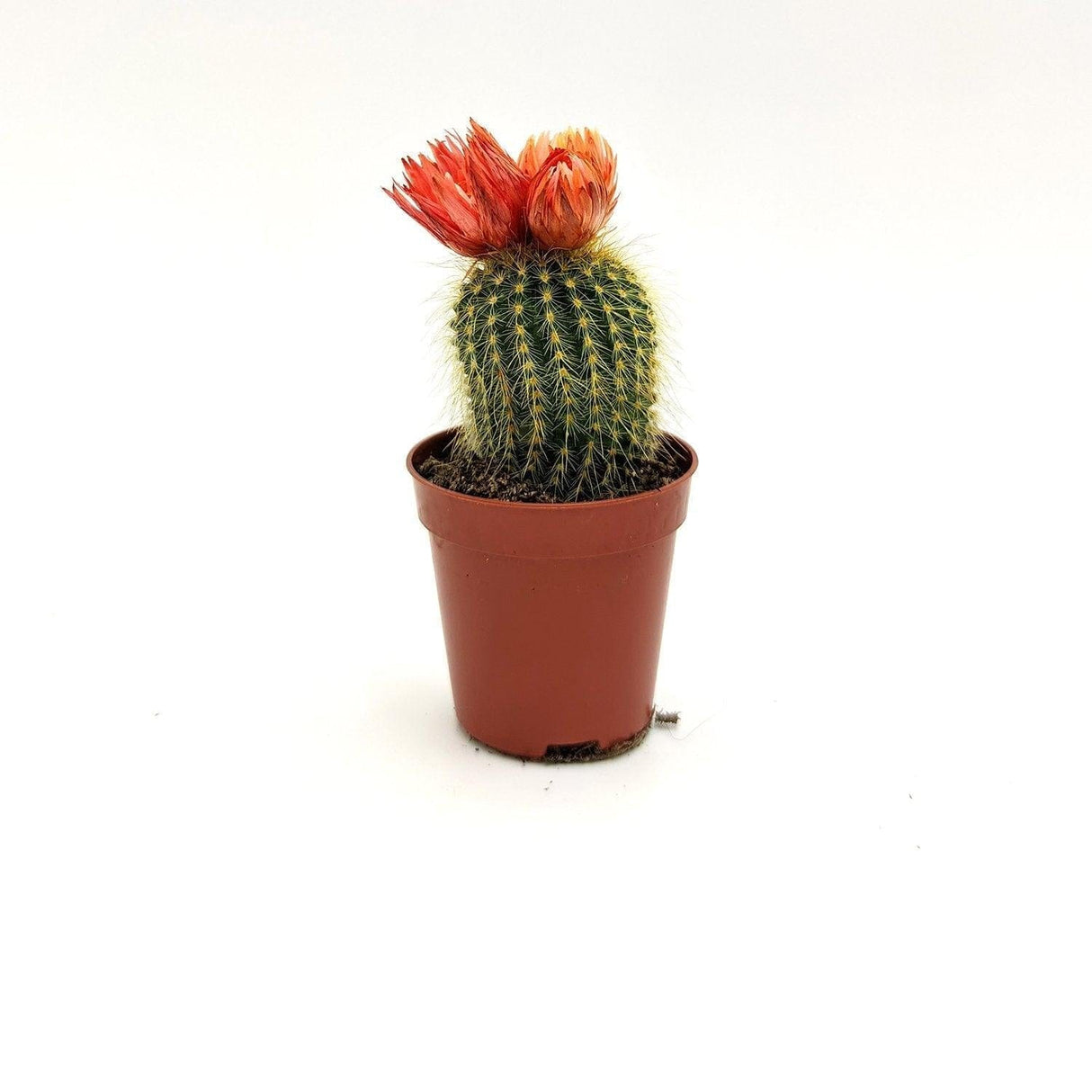 Espostoa 5 cm MillStore (2493681)