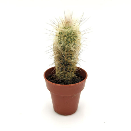 Espostoa Lanata 3,5 cm / SSP MillStore (2493683)