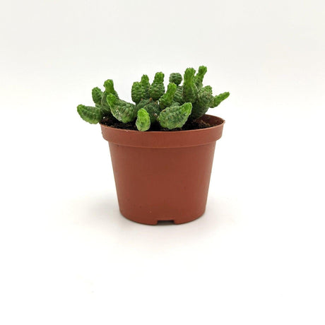 Euphorbia Pseudoglobosa A / 10 cm MillStore (2493692)