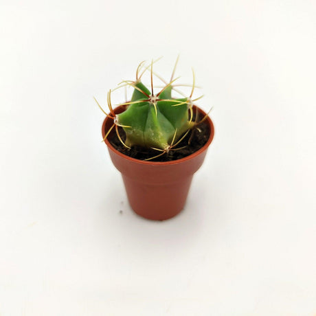 Ferocactus emorryi 3,5 cm MillStore (2493813)