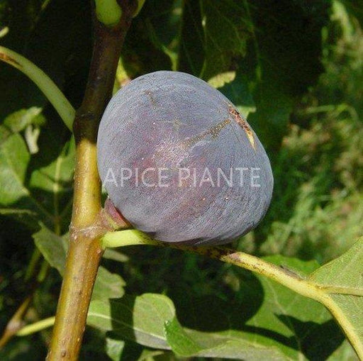 Fico Brogiotto - V. 24 cm - Apice Piante Apice piante (2493991)