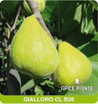 Fico Fiorone Gialloro - v. 20 cm - Apice Piante Apice piante (2493993)