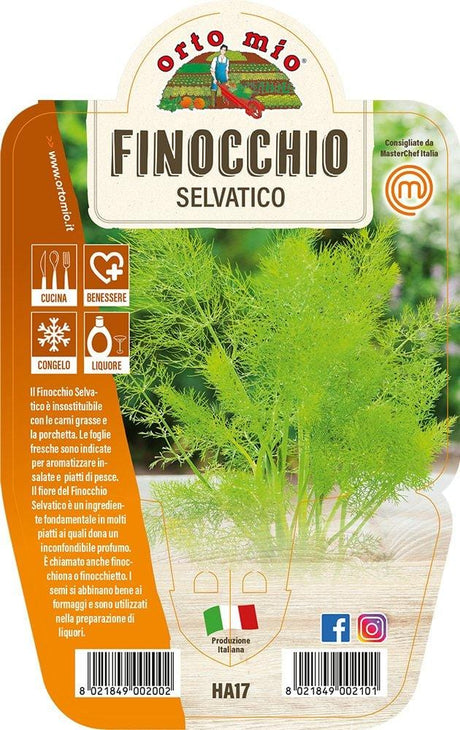 Finocchio Selvatico - 1 pianta vaso 14 cm - Orto Mio Orto Mio (2494056)