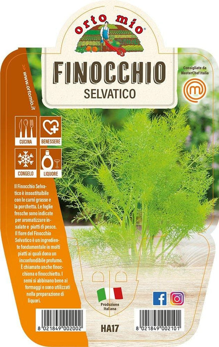 Finocchio Selvatico - 1 pianta vaso 14 cm - Orto Mio Orto Mio