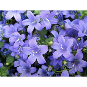 Fiore Campanula - 1 pianta v.14 cm MillStore