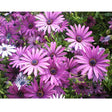 Fiore Demorfoteca - vaso 14 cm MillStore (2494068)