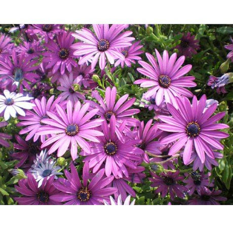 Fiore Demorfoteca - vaso 14 cm MillStore (2494068)