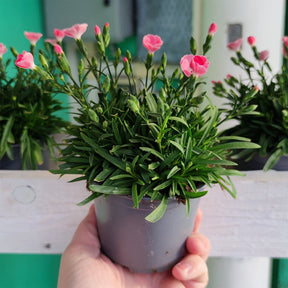 Fiore Garofano - 1 pianta vaso 10 cm ø 10 cm MillStore (2494072)