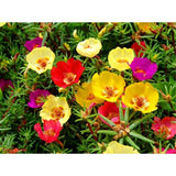 Fiore Portulaca ø 10 cm MillStore (2494078)