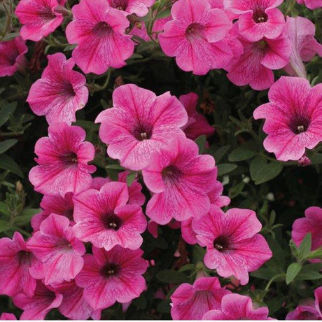 Fiore Potunia - Vaso 14 cm MillStore (2494079)