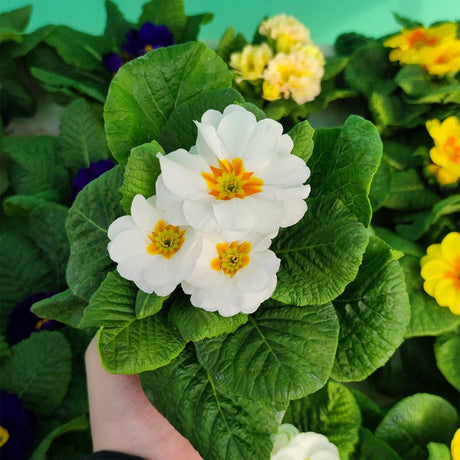 Fiore Primula - 1 pianta v.10 cm MillStore (2494080)