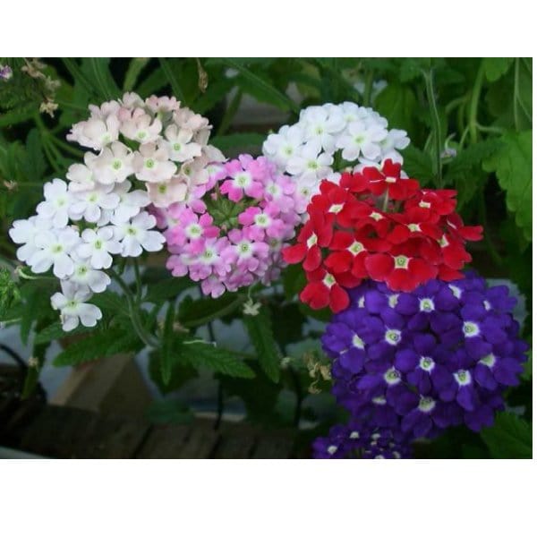 Fiore Verbena ø 14 cm MillStore (2494081)