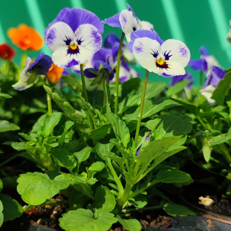 Fiore Viola Cornuta - v. 10 cm MillStore (2494082)