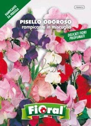 Floral Pisello Odoroso rampicante in miscuglio - Da Vaso Per Balconi Fioral (2494141)