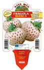 Fragola bianca n. 5 - 1 pianta v.10 - Orto Mio Orto Mio (2494204)