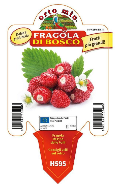 Fragola di Bosco Regina delle Valli - 1 pianta v.10 cm - Orto Mio Orto Mio (2494205)