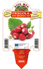 Fragola di Bosco Regina delle Valli - 1 pianta v.10 cm - Orto Mio Orto Mio (2494205)