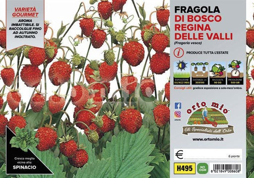 Fragola di Bosco Regina delle Valli - 6 piante - Orto Mio Orto Mio (2494206)
