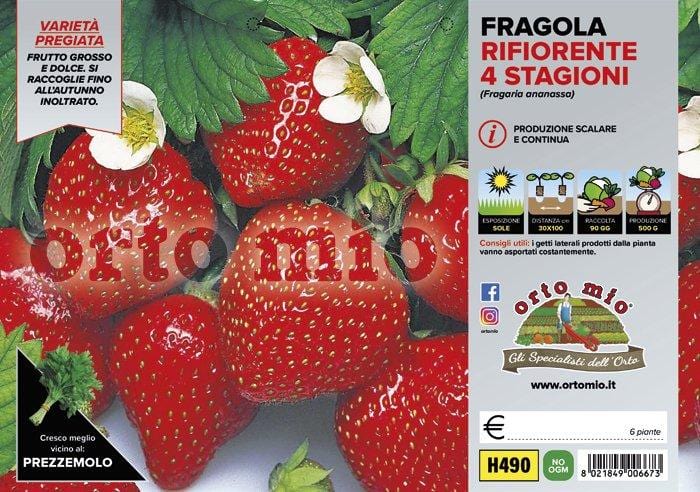 Fragola rifiorente 4 stagioni - 6 piante - Orto Mio Orto Mio (2494208)