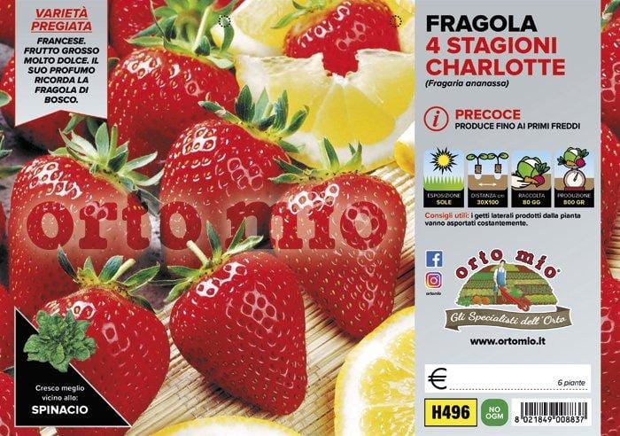 Fragola Rifiorente Charlotte - 6 piante - Orto Mio Orto Mio (2494210)