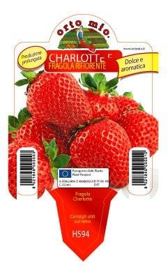 Fragola rifiorente Charlotte quattro stagioni - 1 pianta vaso - Orto Mio Orto Mio (2494211)