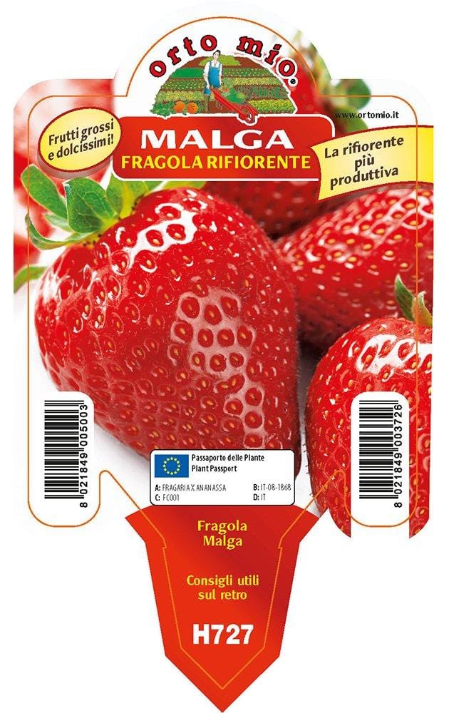 Fragola Rifiorente Malga - 1 pianta v. 10 cm - Orto Mio Orto Mio (2494212)