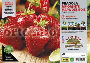 Fragola Rifiorente Mara des Bois - 6 piante - Orto Mio Orto Mio (2494213)