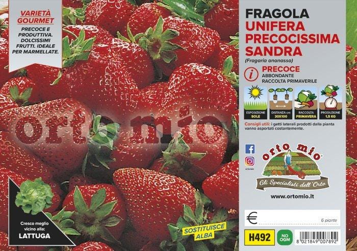 Fragola unifera precoce Sandra - 6 piante - Orto Mio Orto Mio (2494214)