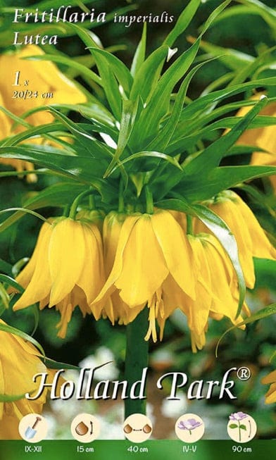 Fritillaria Imperialis Lutea Gialla - 1 Bulbo Fioral (2494223)