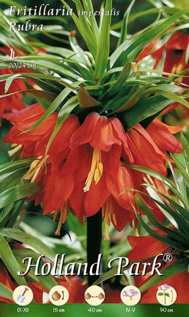 Fritillaria Imperialis Rubra Rossa - 1 Bulbo Fioral (2494224)