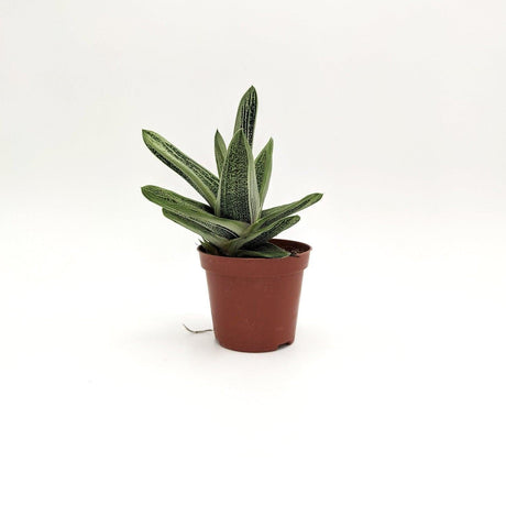 Gasteria batesiana G.D.Rowley -  8 cm x L 12 x h 17 cm MillStore (2494289)