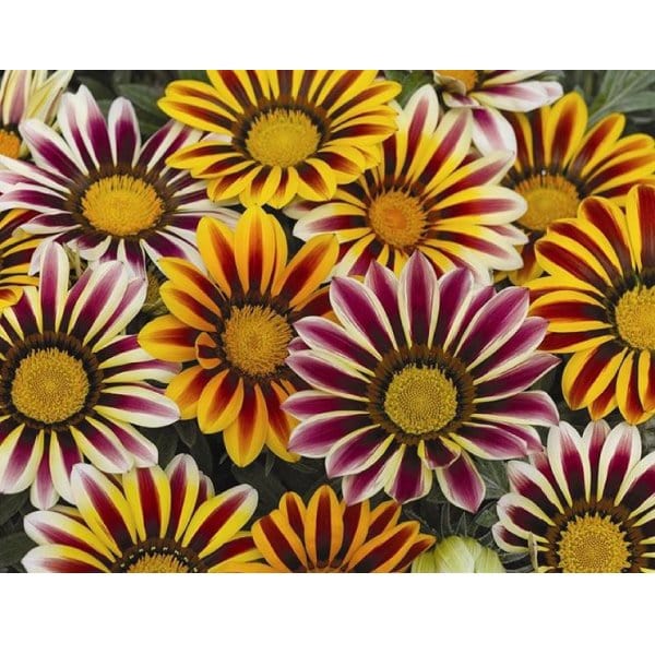 Gazania MillStore (2494293)