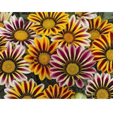 Gazania ø 14 cm MillStore (2494294)