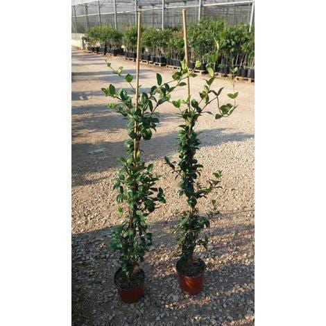 Gelsomino - 1 pianta v.12 cm - h 150 cm Oasi Vivai Piante (2494317)