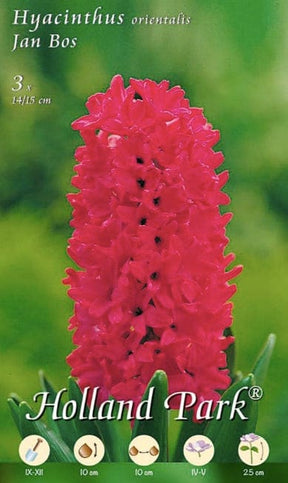 Giacinti Orientali Jan Bos - 3 Bulbi Fioral (2494332)