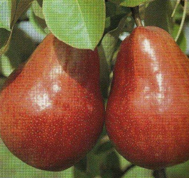 Giuggiolo a Frutto Grande - V. 20 cm - Apice Piante Apice piante (2494405)