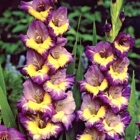 Gladioli Large Flowered Dynamite - 10 Bulbi Fioral (2494424)